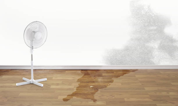 Best Professional water damage repair  in Wildwood, FL
